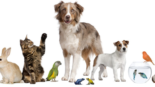 6 sesiones animal DUO (2 animales, 2 fotos)